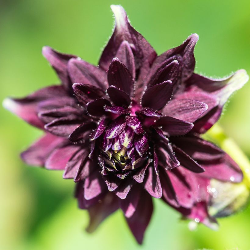 Lehtoakileija var. stellata Black Barlow (Kukinta)
