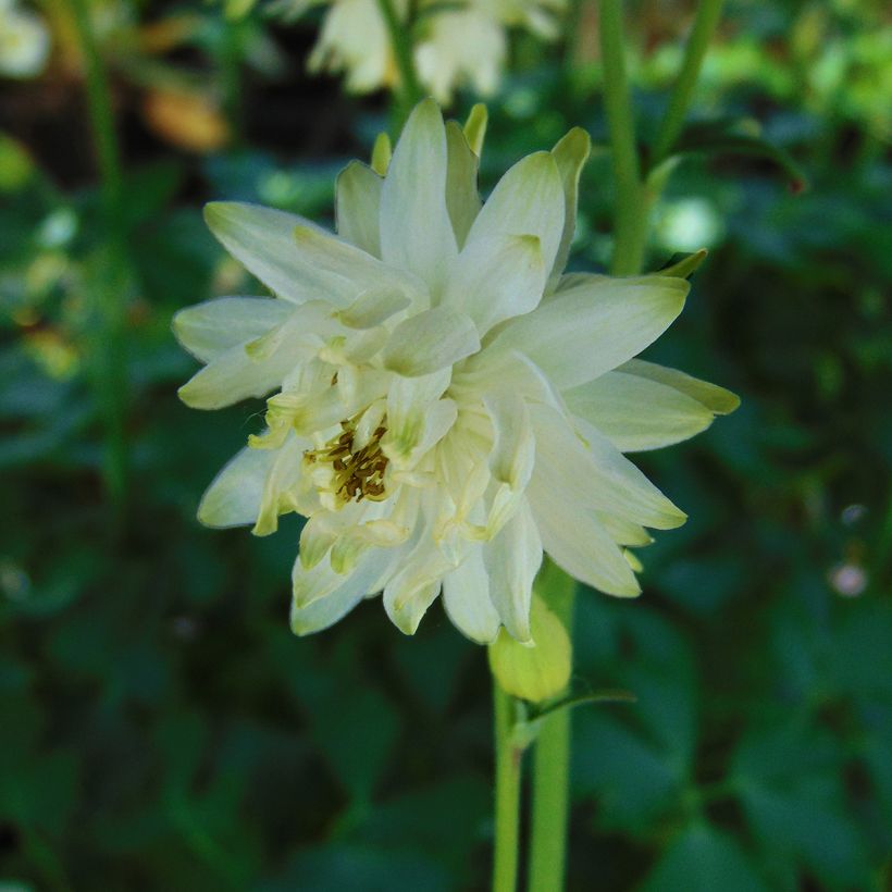 Akileija White Barlow (Kukinta)