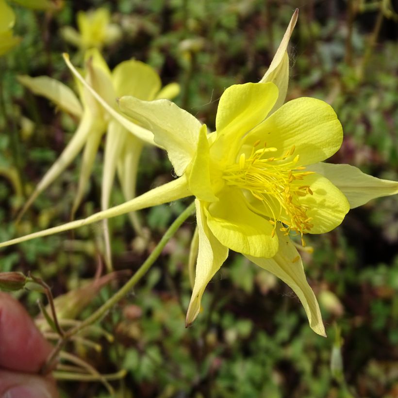 Kulta-akileija Yellow Queen (Kukinta)