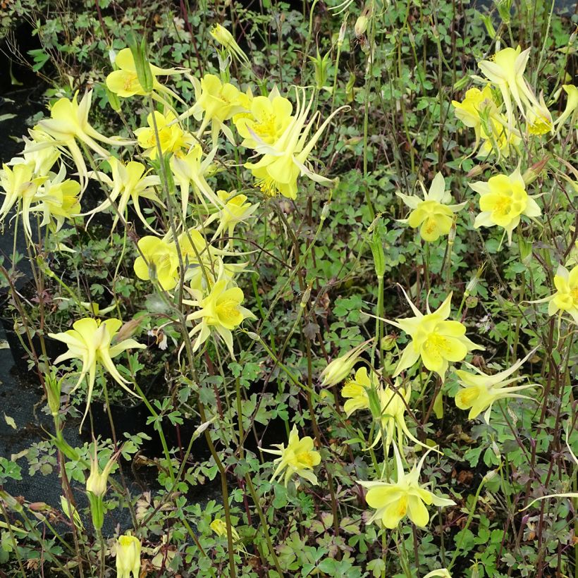 Kulta-akileija Yellow Queen (Kasvutapa)