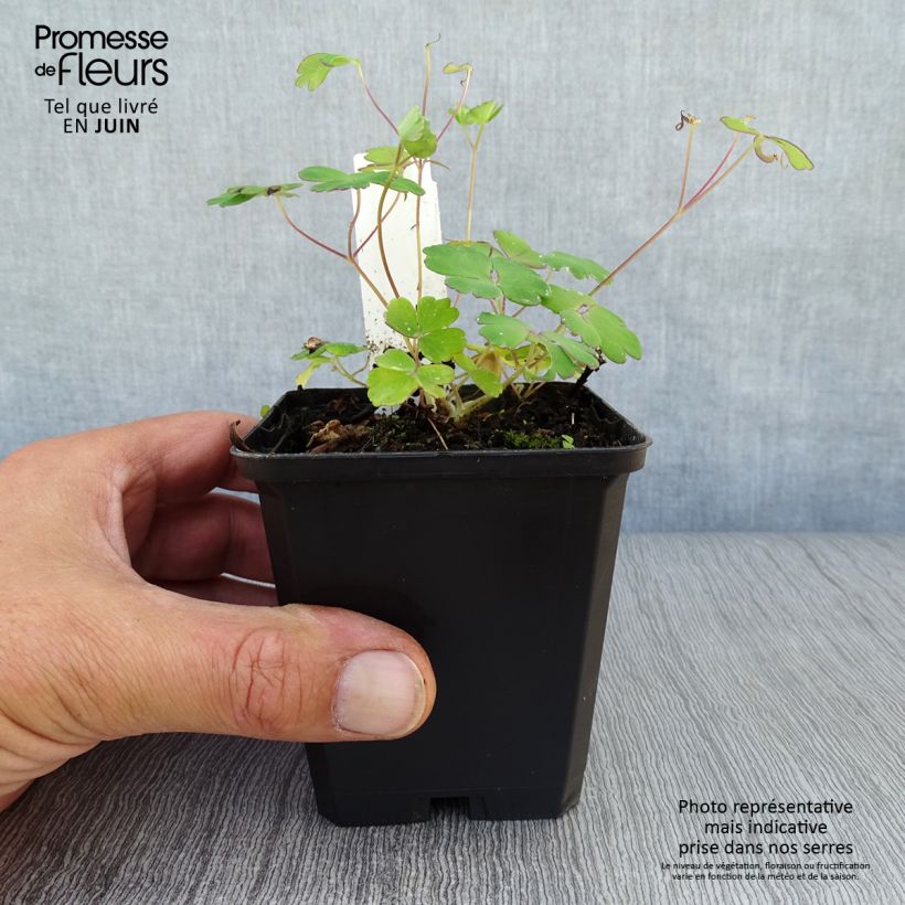 Esimerkki kesällä toimitetusta Akileija Ministar Godet de 8/9 cm-taimesta