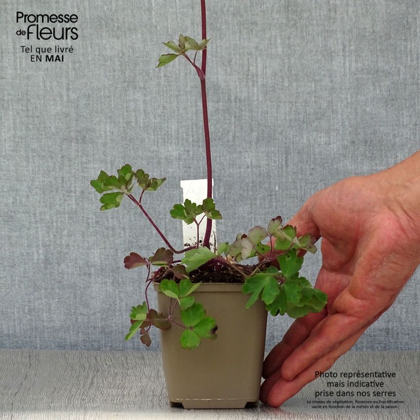 Esimerkki keväällä toimitetusta Lehtoakileija Ruby Port Godet de 8/9 cm-taimesta