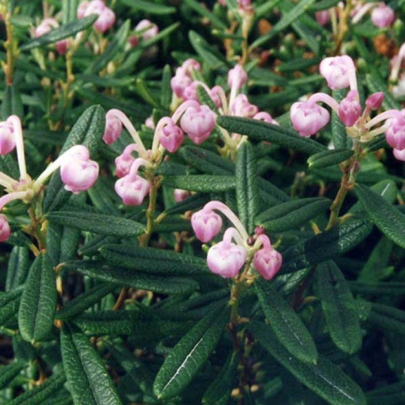 Suokukka Compacta (Lehvistö)