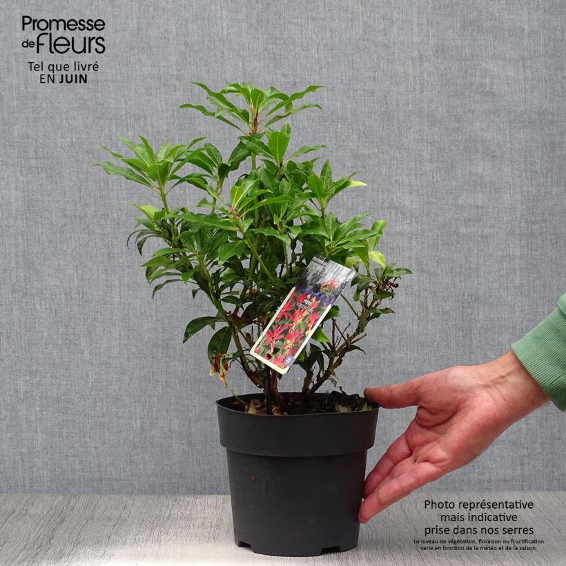 Esimerkki kesällä toimitetusta Japaninkellovaivero Forest Flame Ruukku 2L / 3L-taimesta