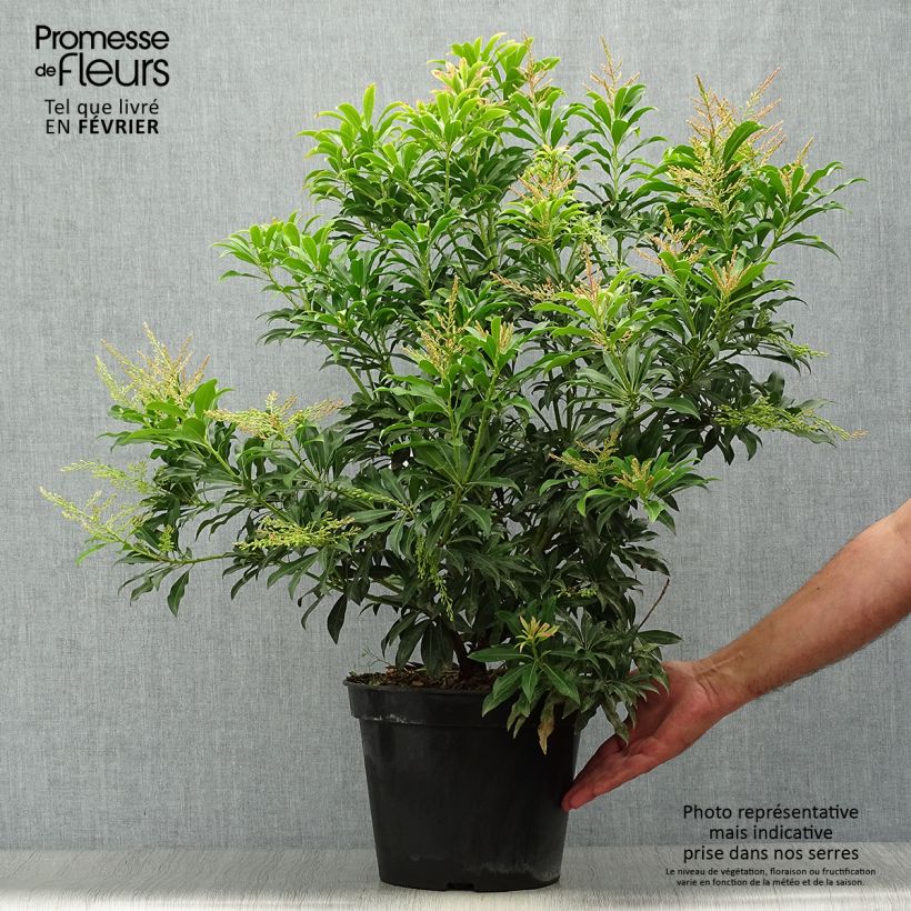 Esimerkki syksyllä toimitetusta Japaninkellovaivero Forest Flame 7,5 litran / 10 litran ruukku-taimesta