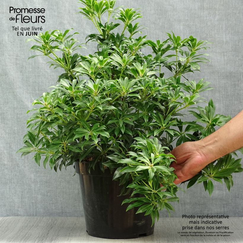 Esimerkki kesällä toimitetusta Japaninkellovaivero Forest Flame Ruukku 7,5L / 10L-taimesta