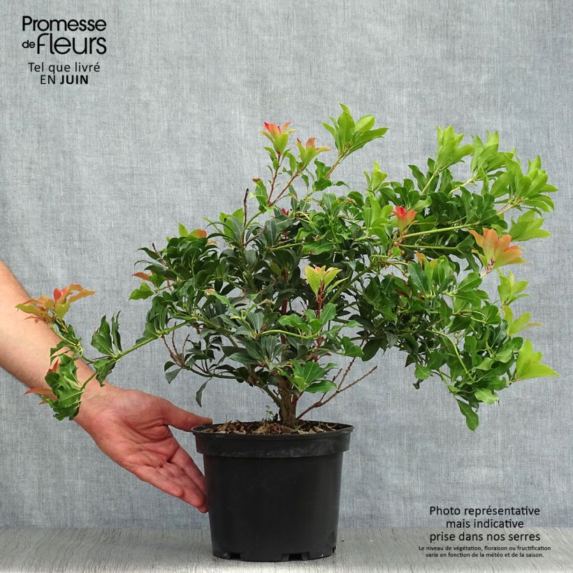 Esimerkki kesällä toimitetusta Japaninkellovaivero Mountain Fire Pot de 4L/5L-taimesta
