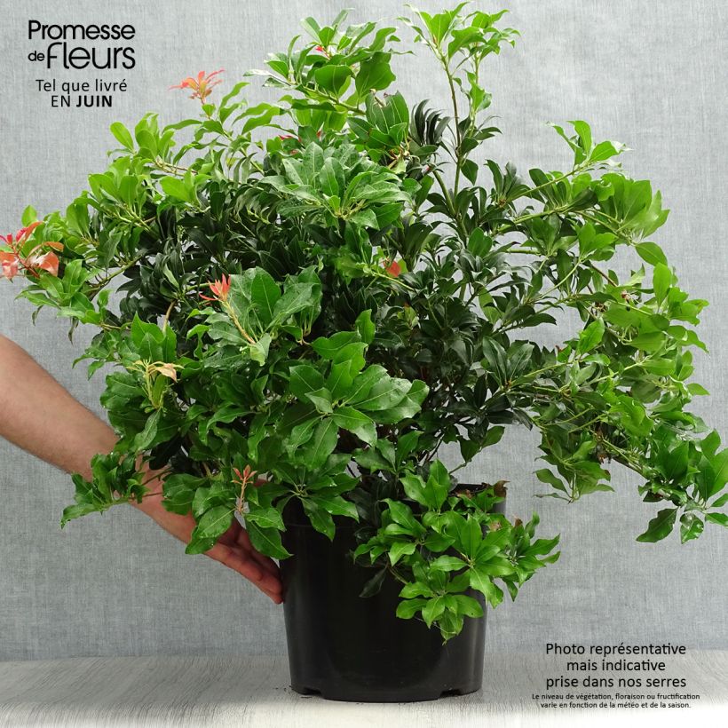 Esimerkki kesällä toimitetusta Japaninkellovaivero Mountain Fire Pot de 7,5L/10L-taimesta