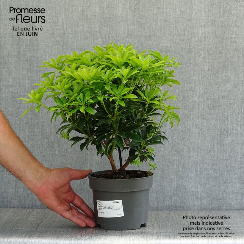 Esimerkki kesällä toimitetusta Japaninkellovaivero Valley Valentine Pot de 2L/3L-taimesta