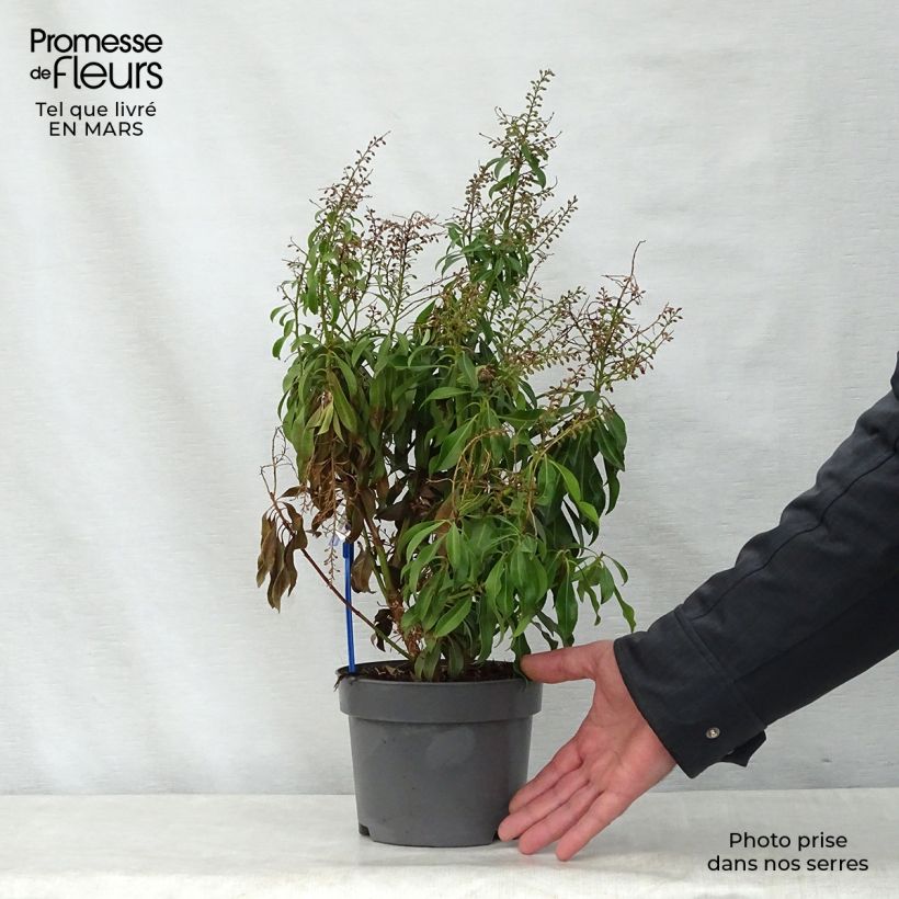 Esimerkki keväällä toimitetusta Japaninkellovaivero Pink passion Pot de 2L/3L-taimesta