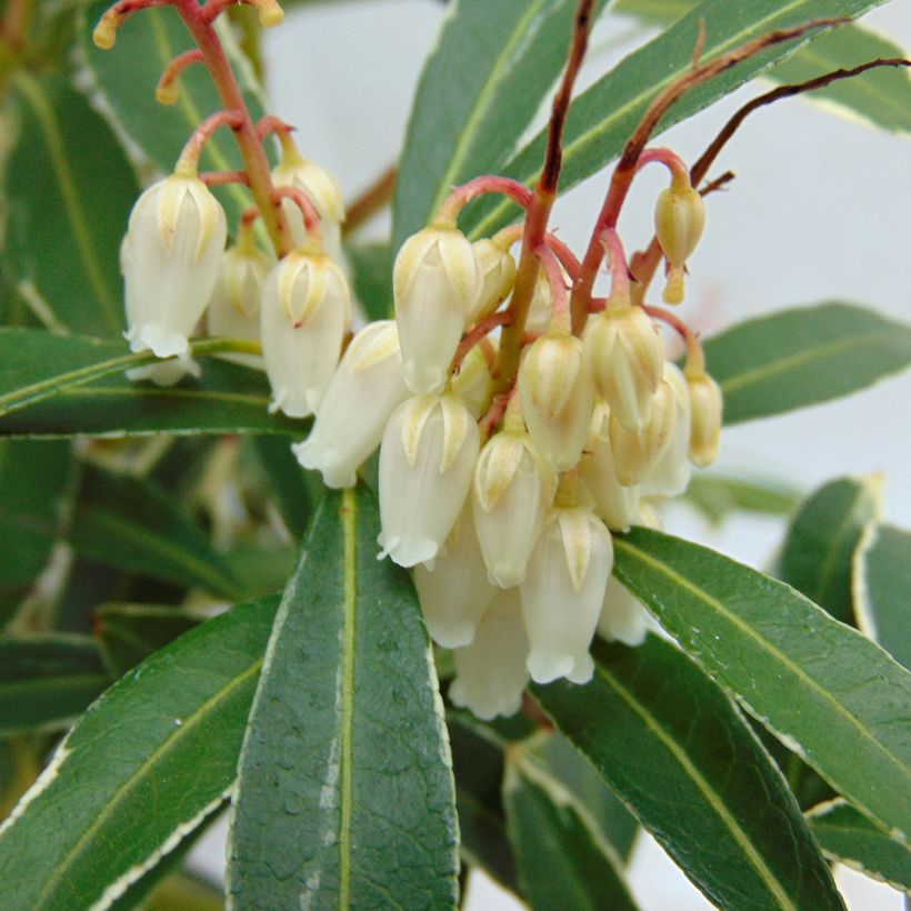 Japaninkellovaivero Flaming Silver (Kukinta)