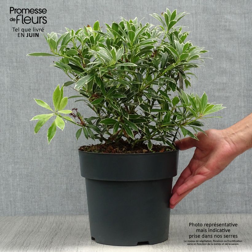 Esimerkki kesällä toimitetusta Japaninkellovaivero Flaming Silver Pot de 4L/5L-taimesta