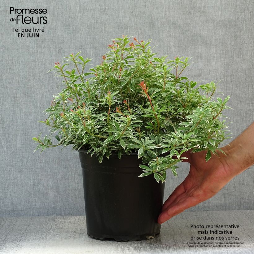 Esimerkki kesällä toimitetusta Japaninkellovaivero Little Goldy Pot de 4L/5L-taimesta