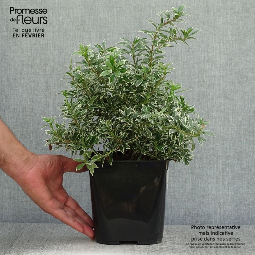 Esimerkki syksyllä toimitetusta Japaninkellovaivero Little Heath Variegata 2 litran/3 litran ruukku-taimesta
