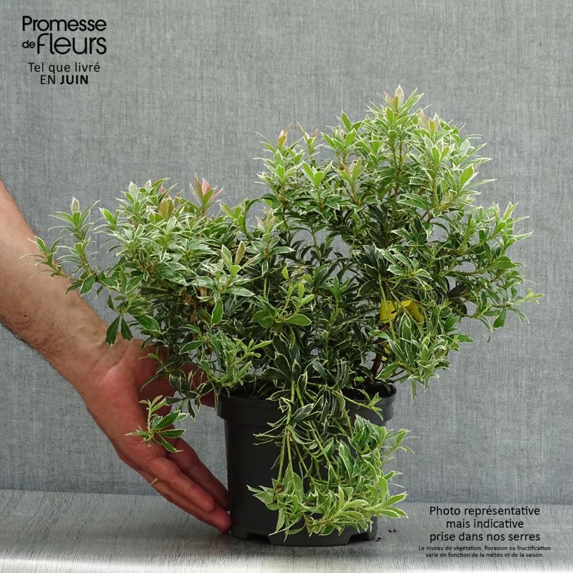 Esimerkki kesällä toimitetusta Japaninkellovaivero Little Heath Pot de 2L/3L-taimesta