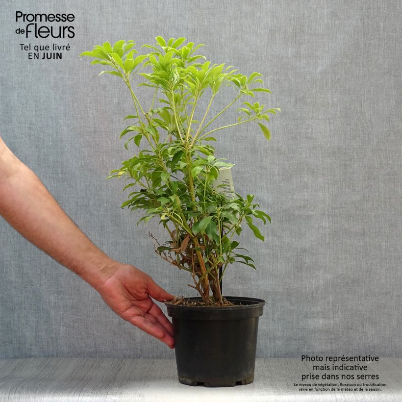 Esimerkki kesällä toimitetusta Japaninkellovaivero Passion Pot de 2L/3L-taimesta