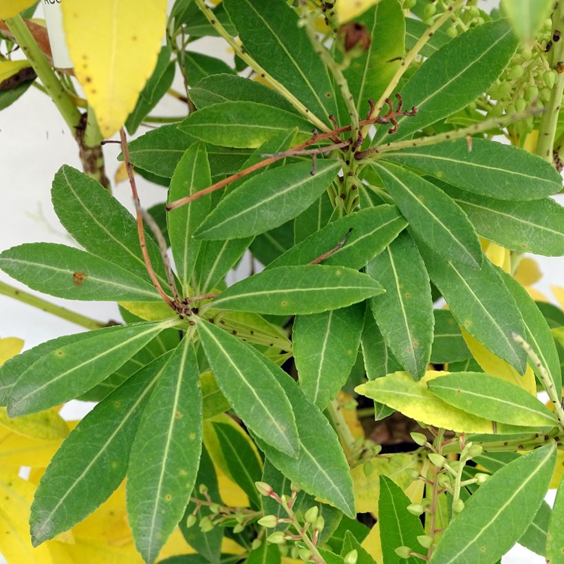 Japaninkellovaivero Purity (Lehvistö)