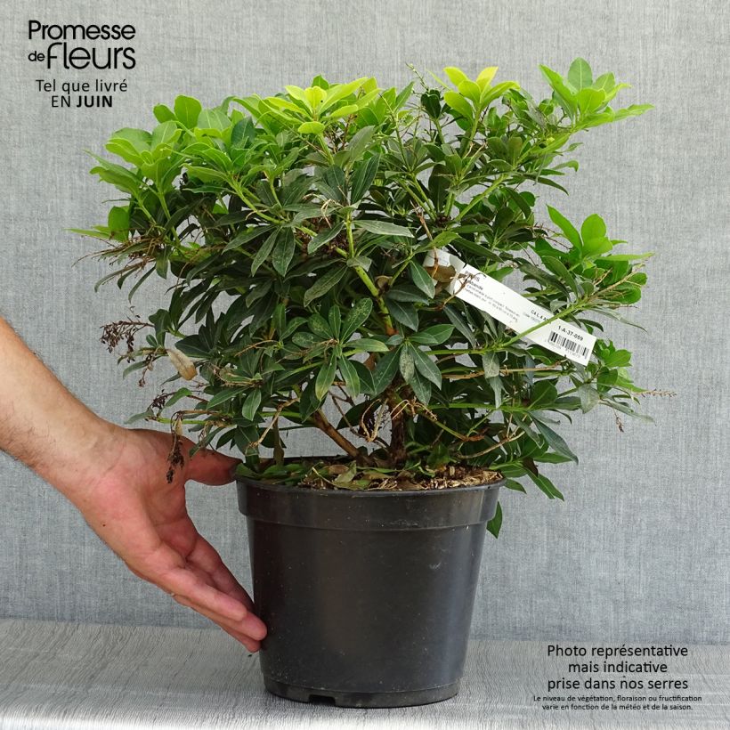 Esimerkki kesällä toimitetusta Japaninkellovaivero Sarabande Pot de 3L/4L-taimesta