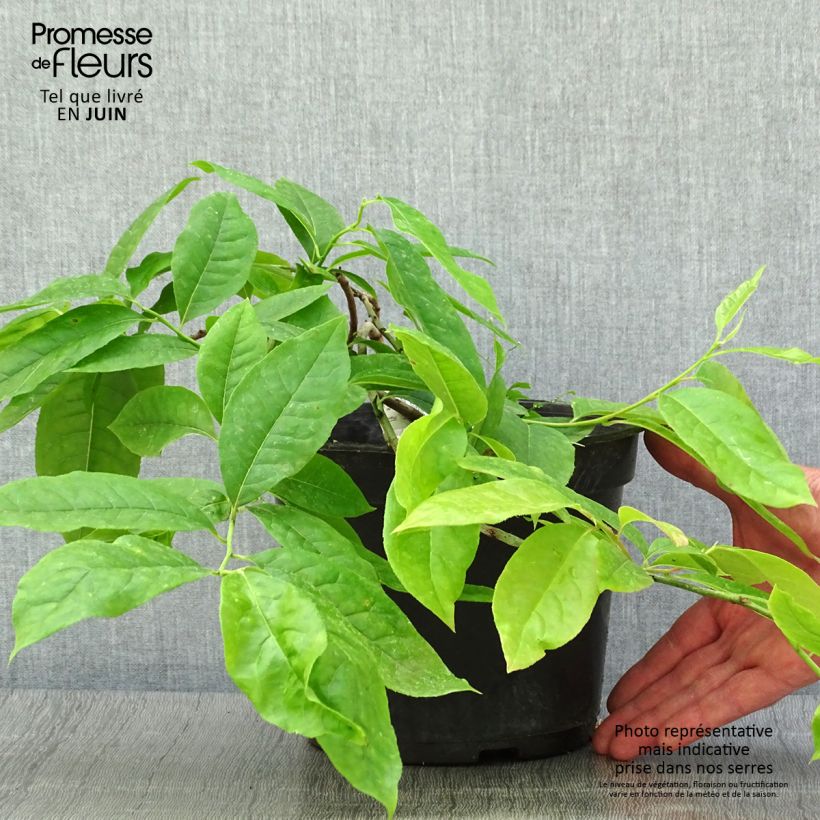 Esimerkki kesällä toimitetusta Oxydendron arboreum Pot de 4L/5L-taimesta