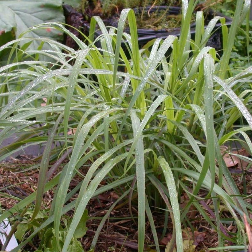 Intiansitrusheinä taimena - Cymbopogon citratus (Lehvistö)