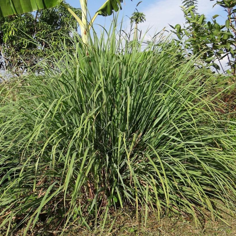 Intiansitrusheinä taimena - Cymbopogon citratus (Kasvutapa)