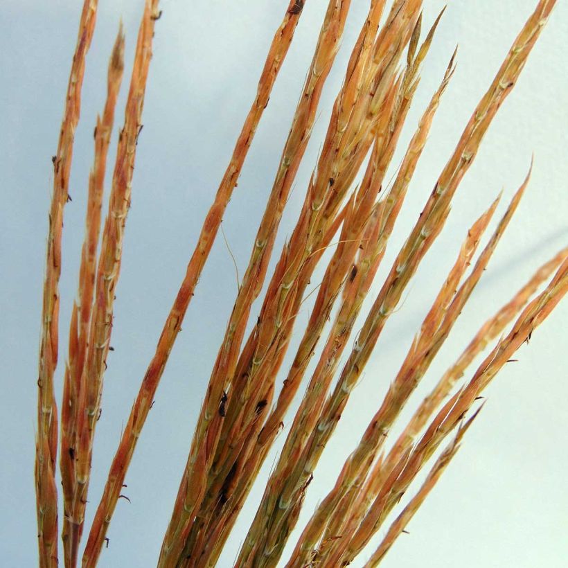Isovarrasheinä Prairie Sommer (Kukinta)