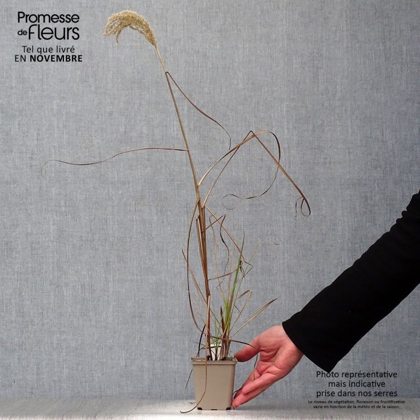 Esimerkki syksyllä toimitetusta Isovarrasheinä Prairie Sommer 8/9 cm taimiruukku-taimesta