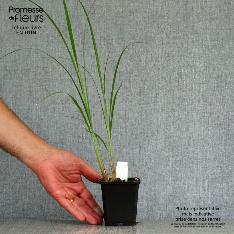 Esimerkki kesällä toimitetusta Isovarrasheinä Prairie Sommer Godet de 8/9 cm-taimesta