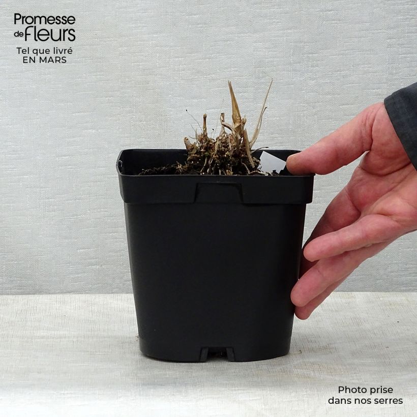 Esimerkki keväällä toimitetusta Isovarrasheinä Prairie Sommer Pot de 2L/3L-taimesta