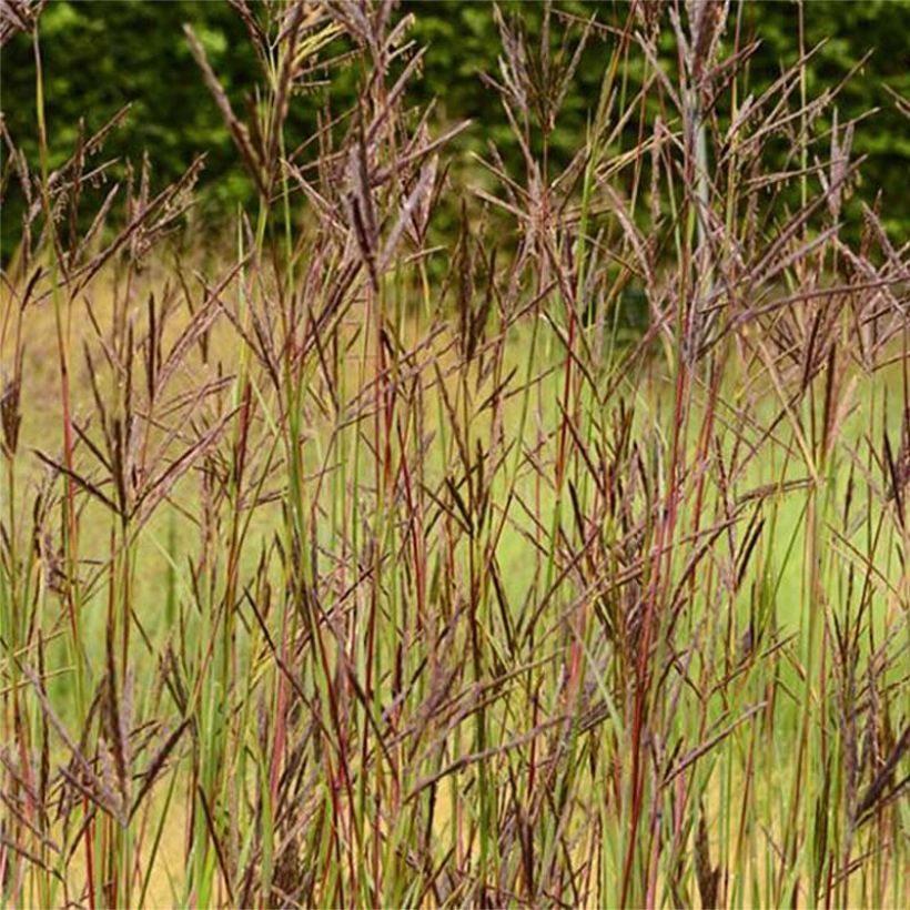 Andropogon hallii Purple Konza (Kukinta)