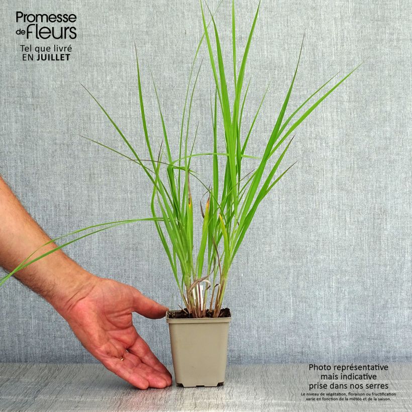 Esimerkki kesällä toimitetusta Andropogon hallii Purple Konza Godet de 8/9 cm-taimesta
