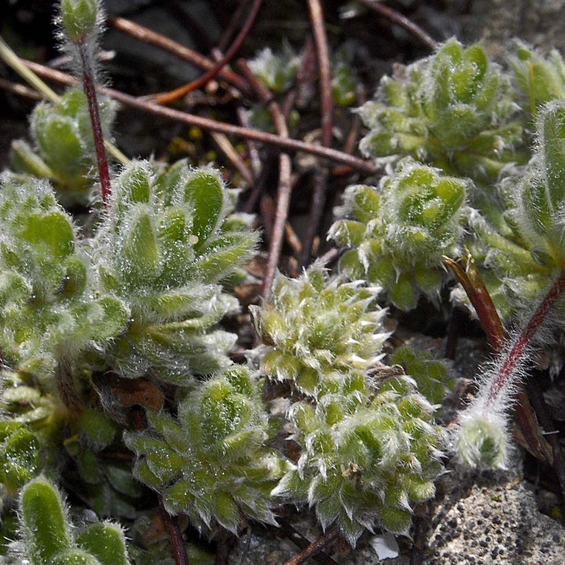 Androsace sarmentosa (Kasvutapa)