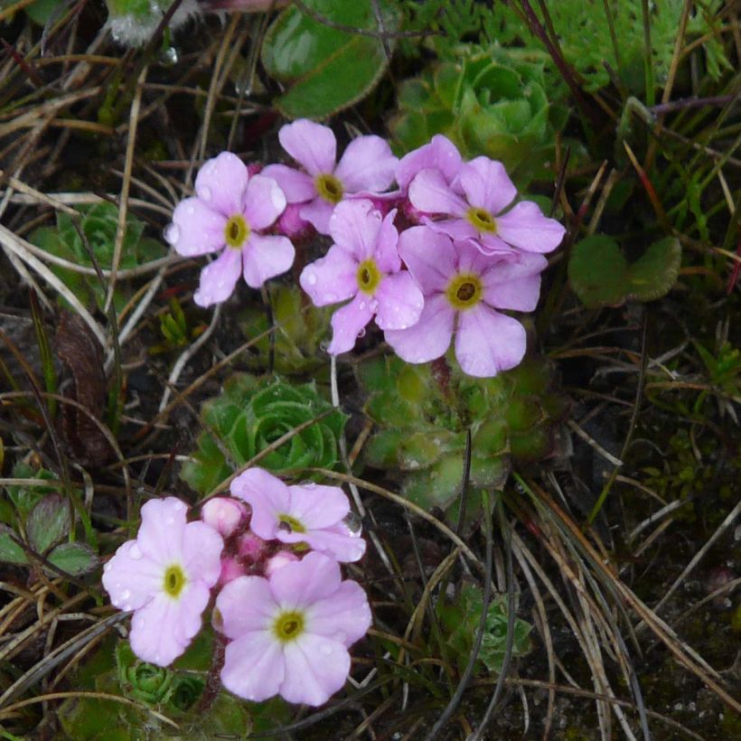 Androsace sempervivoides (Kukinta)