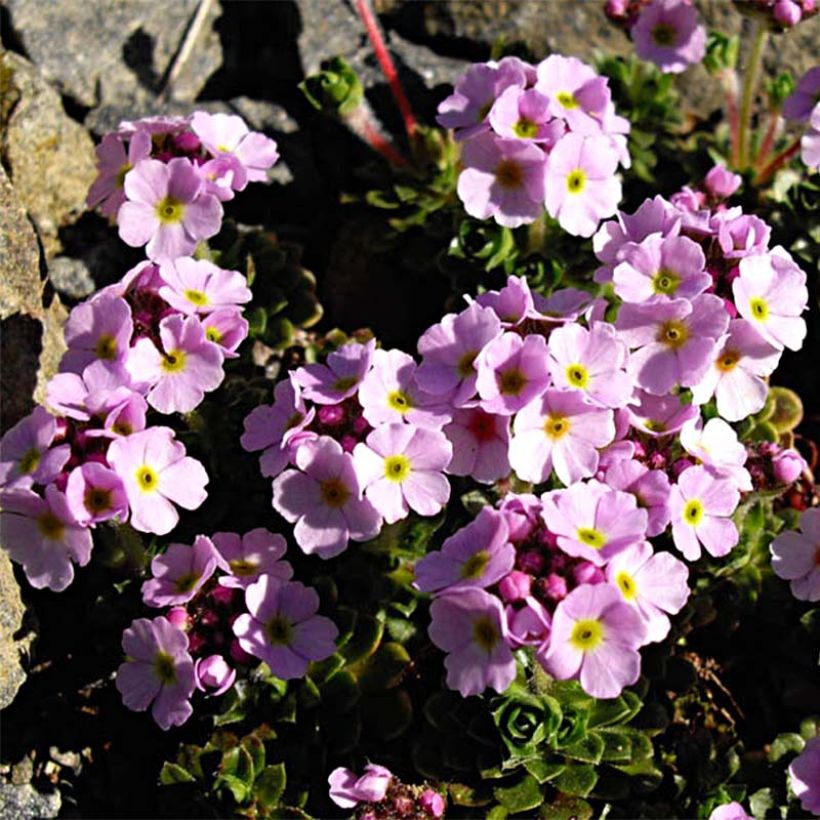 Androsace sempervivoides (Kasvutapa)