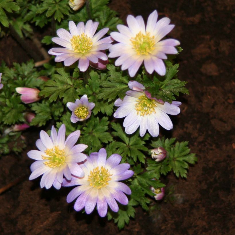 Balkaninvuokko Blue Splendour (Kukinta)
