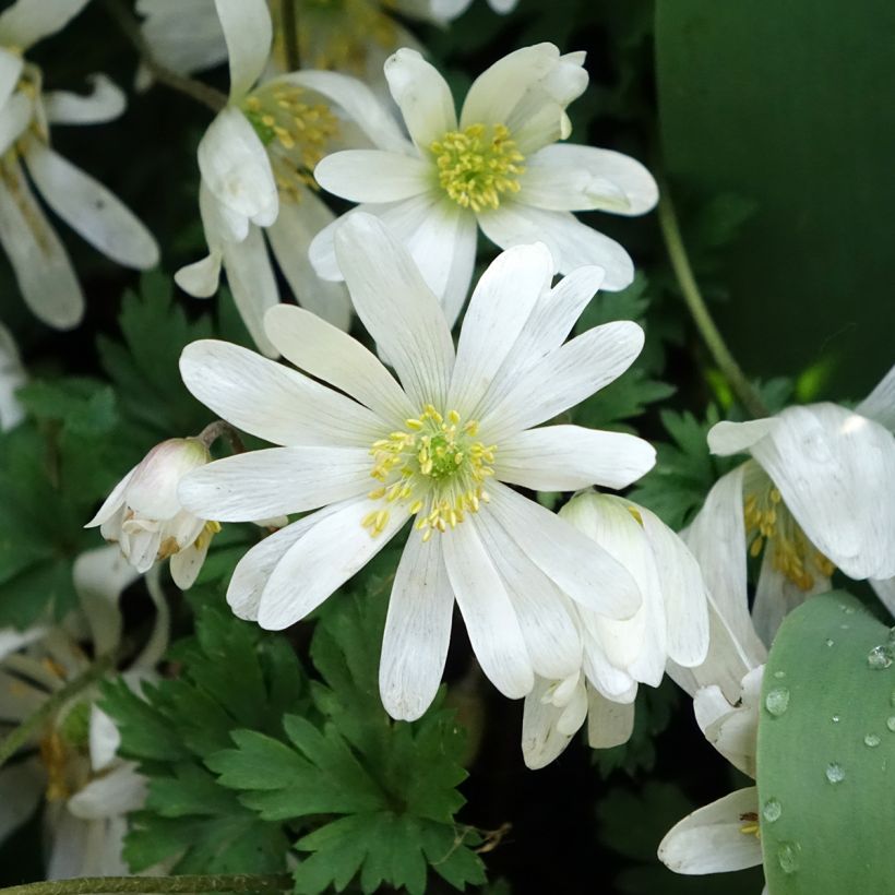 Balkaninvuokko White Splendour (Kukinta)