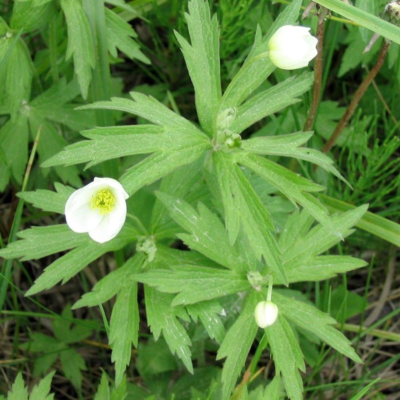 Kanadanvuokko - Anemone canadensis (Lehvistö)