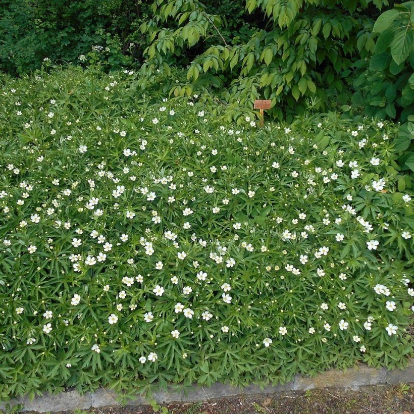 Kanadanvuokko - Anemone canadensis (Kasvutapa)