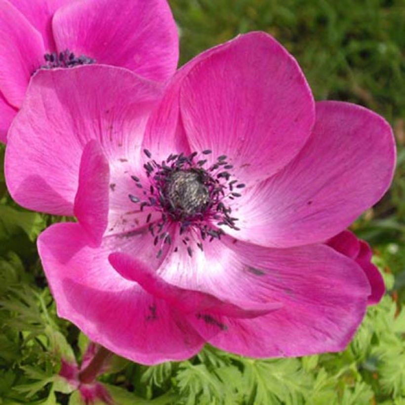 Kruunuvuokko Sylphide (Kukinta)