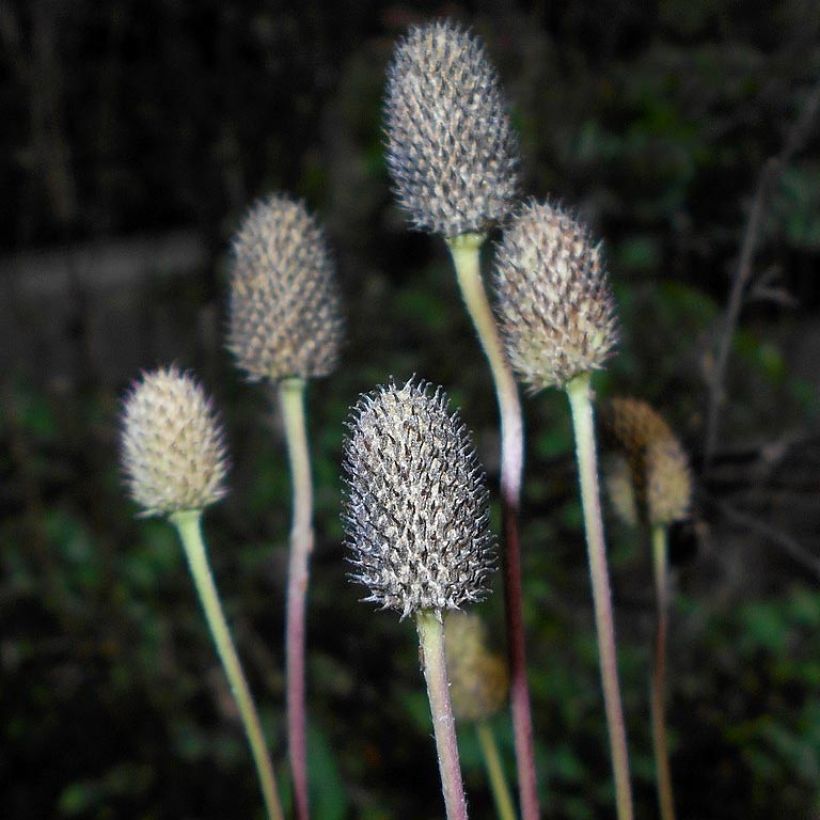 Lieriövuokko - Anemone cylindrica (Sadonkorjuu)