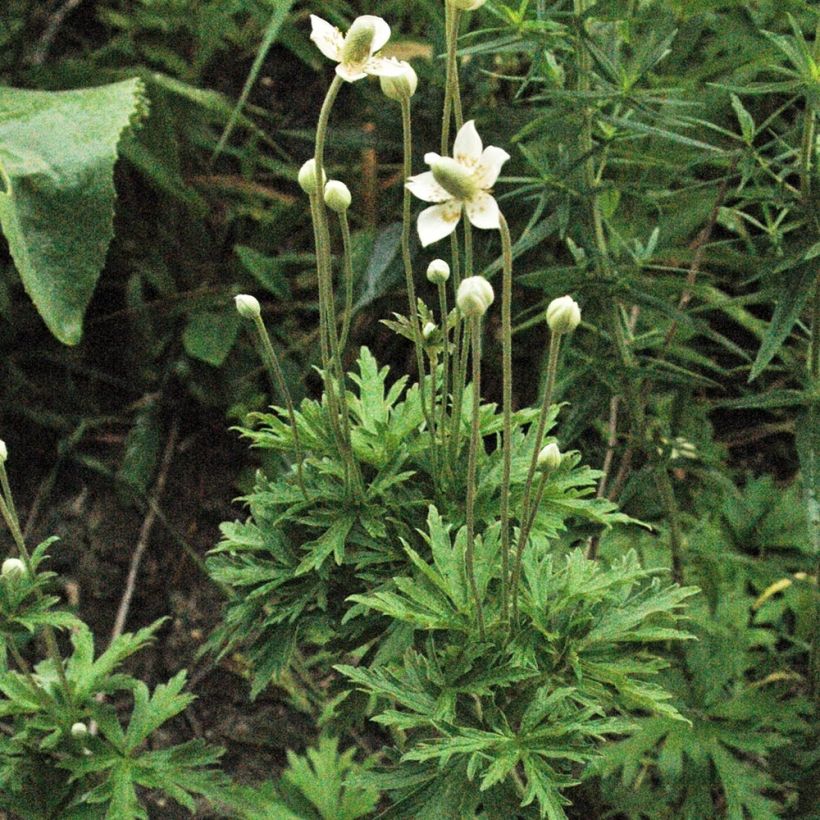 Lieriövuokko - Anemone cylindrica (Kasvutapa)