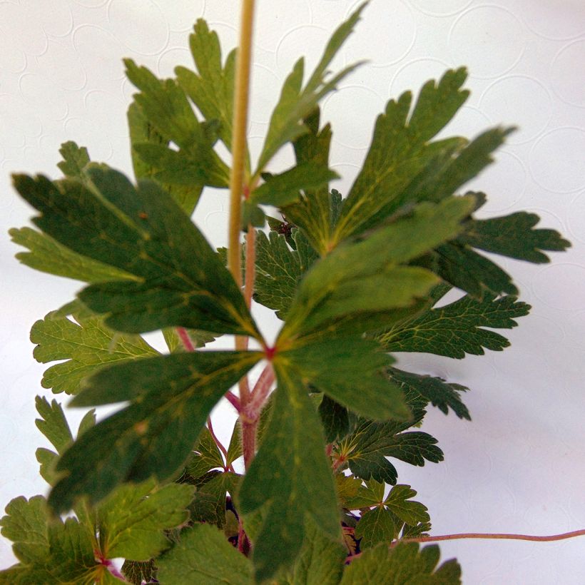 Anemone sylvestris (Lehvistö)