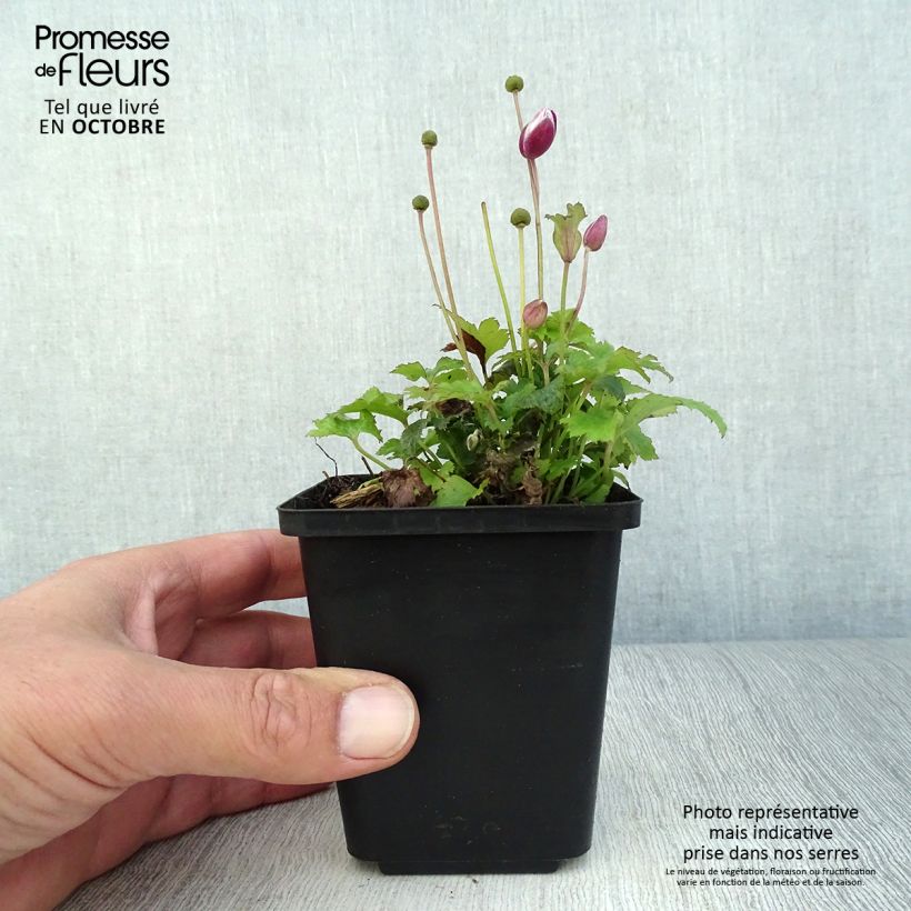 Esimerkki syksyllä toimitetusta Syysvuokko Alando Rose 8/9 cm taimiruukku-taimesta