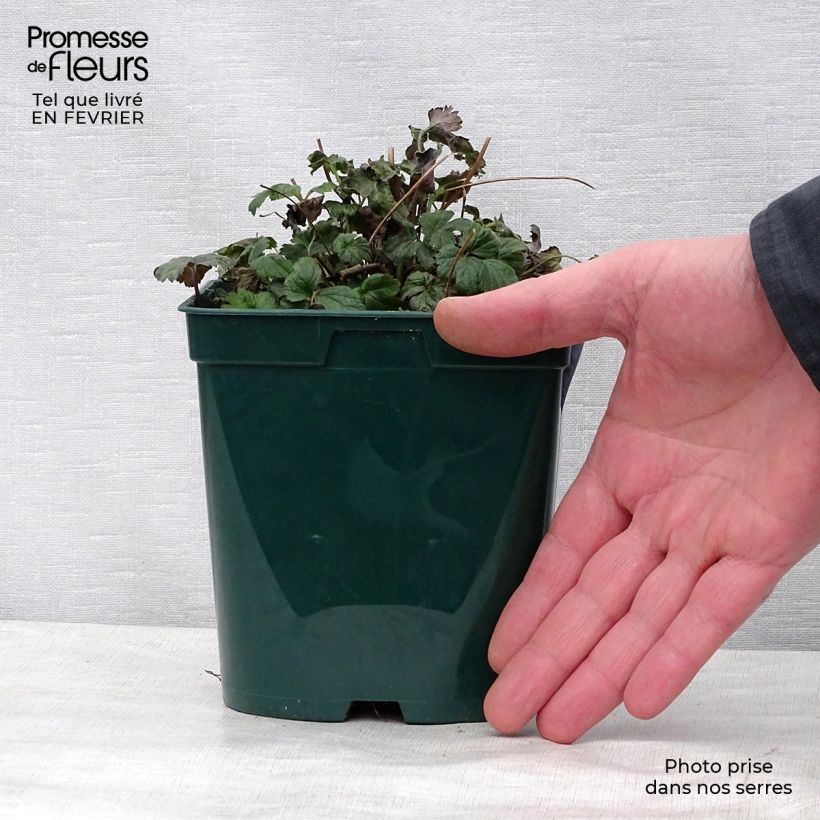 Esimerkki talvella toimitetusta Tarhasyysvuokko Fantasy Cinderella Pot de 2L/3L-taimesta