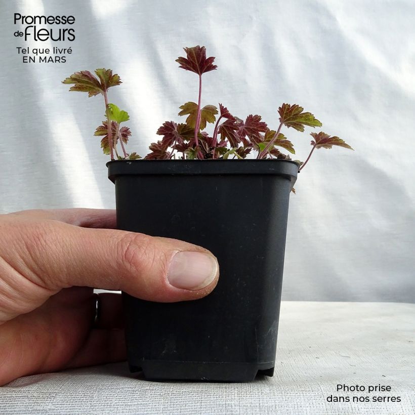 Esimerkki keväällä toimitetusta Tarhasyysvuokko Little Summer Breeze Godet de 8/9 cm-taimesta