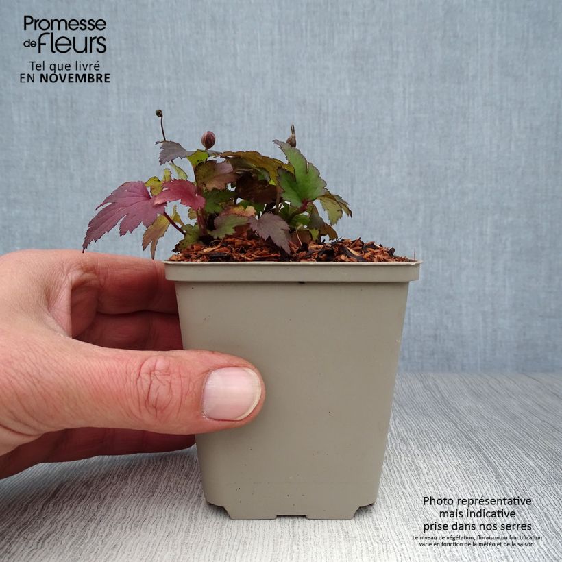 Esimerkki syksyllä toimitetusta Tarhasyysvuokko Little Summer Breeze 8/9 cm taimiruukku-taimesta