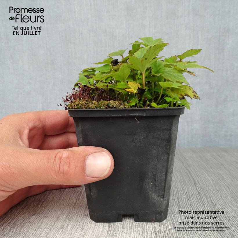 Esimerkki kesällä toimitetusta Syysvuokko Pamina Taimiruukku 8/9 cm-taimesta