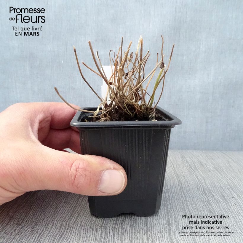 Esimerkki keväällä toimitetusta Tarhasyysvuokko Rubra Plena Godet de 8/9 cm-taimesta