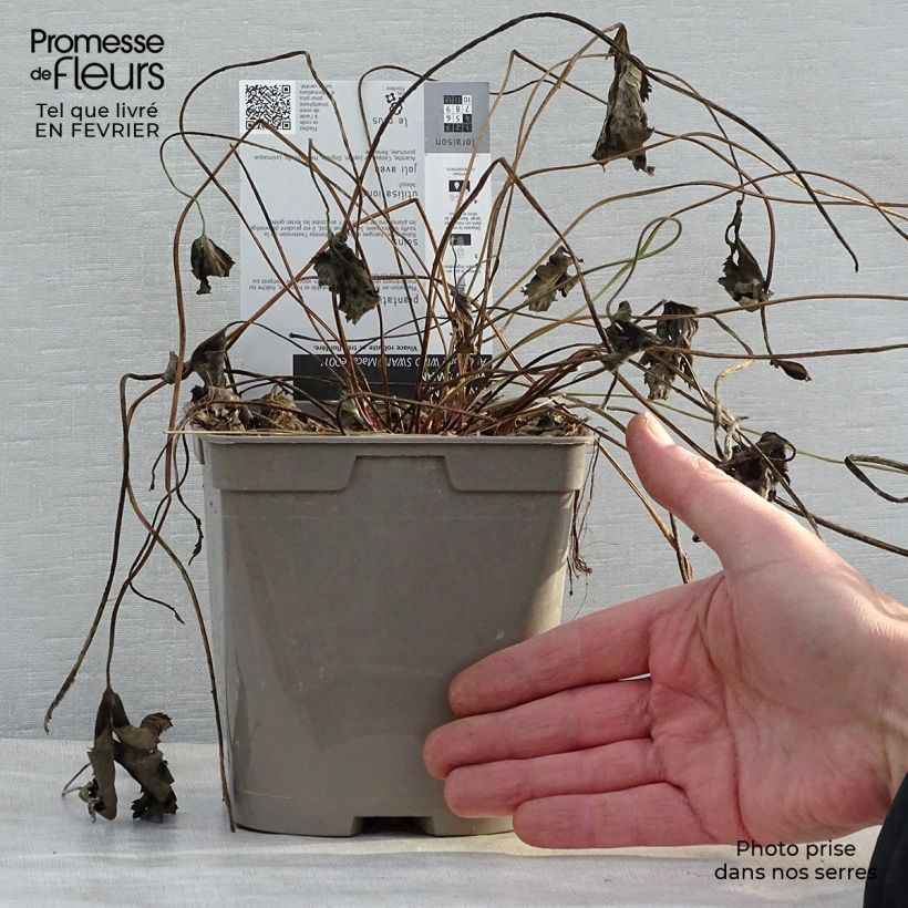 Esimerkki talvella toimitetusta Syysvuokko Wild Swan Pot de 2L/3L-taimesta