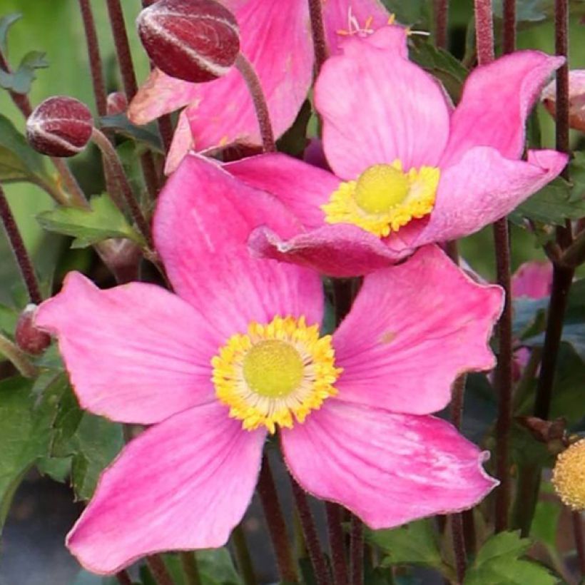 Tarhasyysvuokko Satin Doll Rosé (Kukinta)